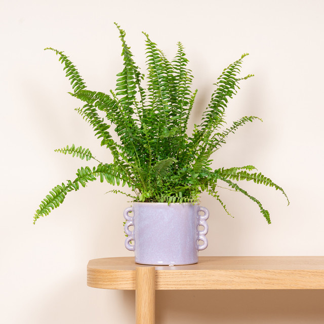 Keramik Übertopf BLUME2000 in Flieder, Tischtopf, Höhe: 13 cm, Breite: 14 cm, Tiefe: 13 cm - Bild 1