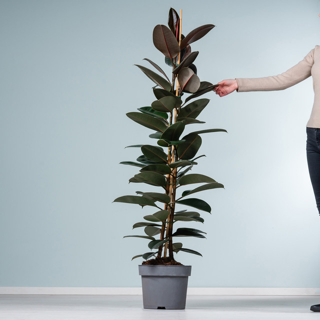 Gummibaum Ficus Abidjan von BLUME2000, Zimmerpflanze in Schwarzgrün, Höhe: 160 cm - Bild 1
