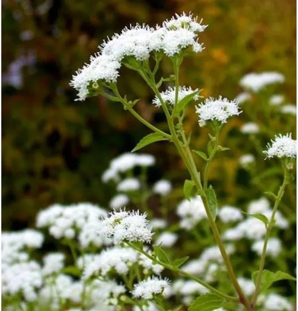 Wasserdost Ivory Towers Eupatorium fistulosum weiße Solitärpflanze für den Garten - Bild 1