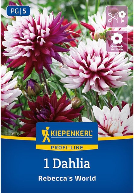 Kiepenkerl Dekorative Dahlie Rebecca's World Zwiebel bunt (Pink, Weiß, Lila) - Bild 1