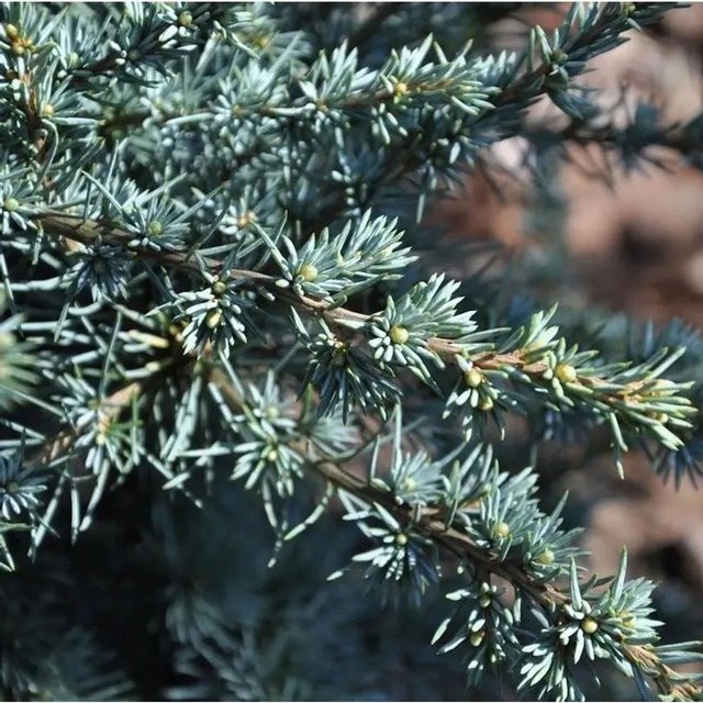 Atlaszeder Silberspitz Cedrus atlantica in Blau-Grau und Silber, Höhe: 80-100 cm - Bild 1