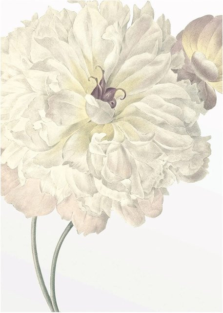 Komar Wandbild Illustration Dahlia, Multicolor, Breite: 30 cm, Höhe: 40 cm - Bild 1
