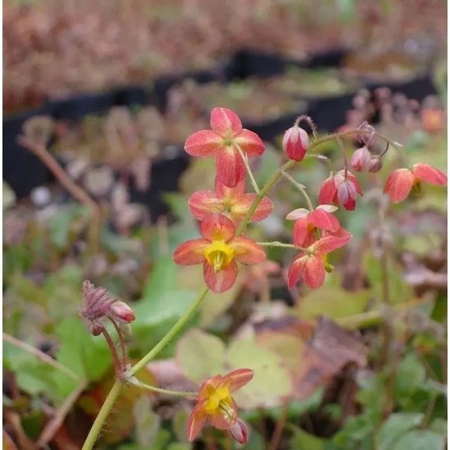 Epimedium warleyense Elfenblume Ellen Willmott mehrjährige Gartenpflanze in Topf, orange-gelb mehrfarbig - Bild 1