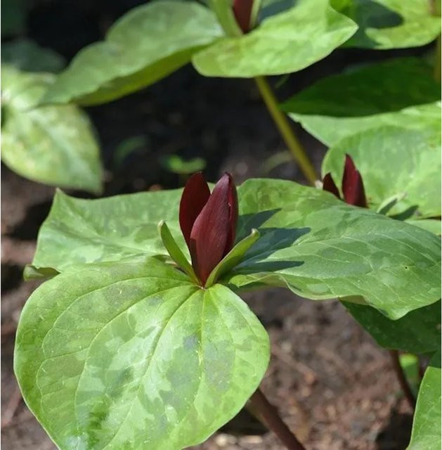 Trillium cuneatum Dreiblatt Waldlilie Zwergtrillium weiße Staude im Topf von Nr-01.de - Bild 1