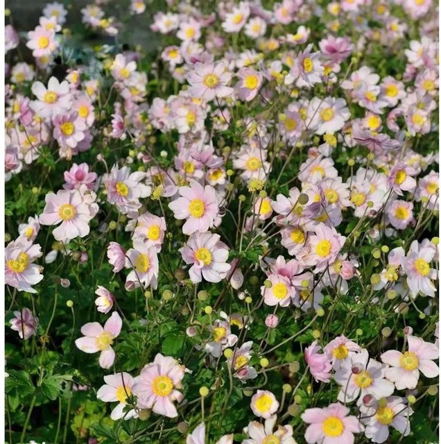 Albadura Anemone tomentosa - Mehrjährige Gartenpflanze für den Außenbereich - Bild 1