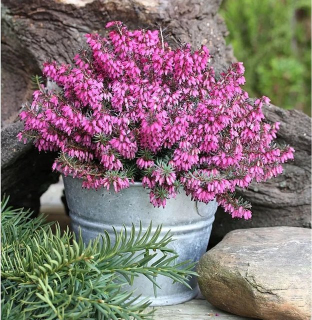 10x Winterheide Tanja Erica carnea in Pink für Balkon und Heidegarten - Bild 1