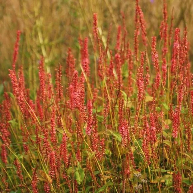 6er Set Arborix Kerzenknöterich Orange Field Persicaria amplexicaulis mit orangefarbenen Blüten im 9cm Topf - Bild 1