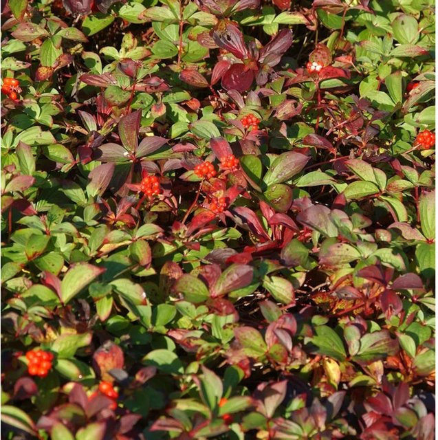 Cornus canadensis Teppich-Hartriegel Bodendecker von Nr-01.de in Grün - Bild 1