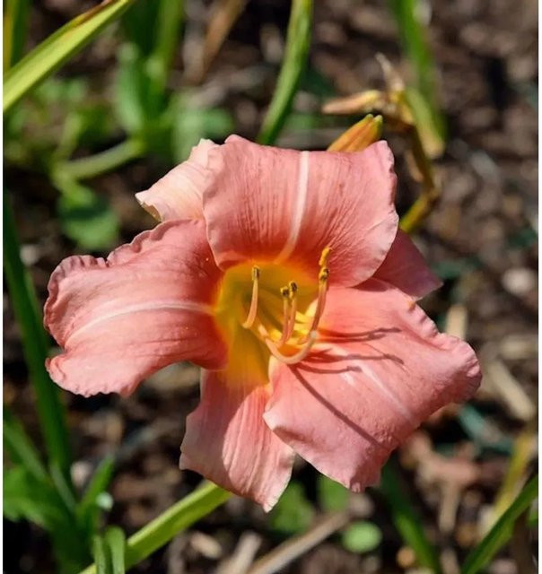 Hemerocallis Taglilie Bed of Roses pink als Beetpflanze für den Staudengarten - Bild 1