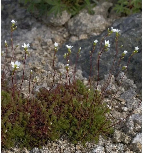 Schattensteinbrech Saxifraga trifurcata weiße Gartenstaude zur Bodenbedeckung und Flächenbegrünung - Bild 1