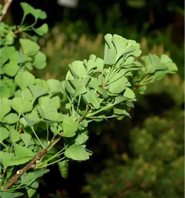 Ginkgo biloba Little Emperor Ginkgo Strauch in Grün und Gelb von Die Nr-01.de - Bild 1