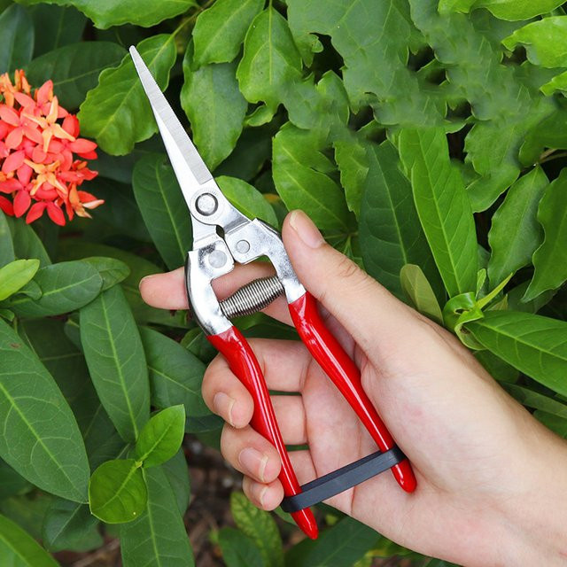 Dobeli Gartenschere aus Kohlenstoffstahl mit geradem Kopf und rotem Kunststoffgriff, 21 Zoll - Bild 1