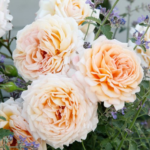 KORDES ROSEN Edelrose Grossherzogin Luise in Rosa mit apricotfarbenen gefüllten Blüten - Bild 1