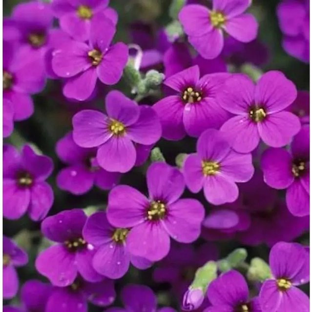 Aubrieta Blaukissen Vesuv - Lila Blühende Staude für Steingärten und Böschungen - Bild 1