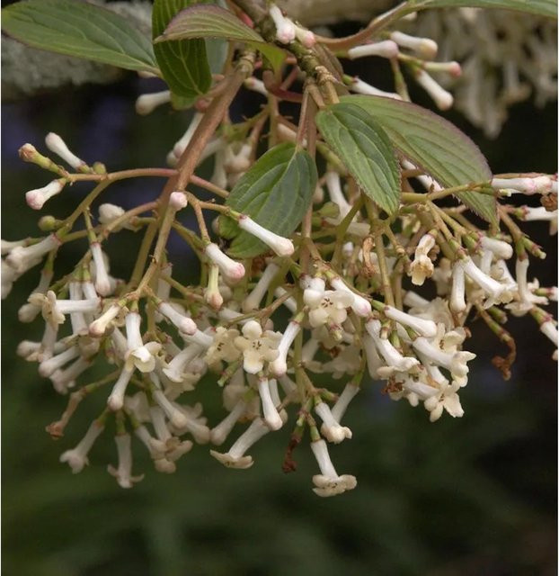 Schneeball Eskimo Viburnum erubes weißer Zierstrauch für den Garten, Höhe: 40-60 cm - Bild 1