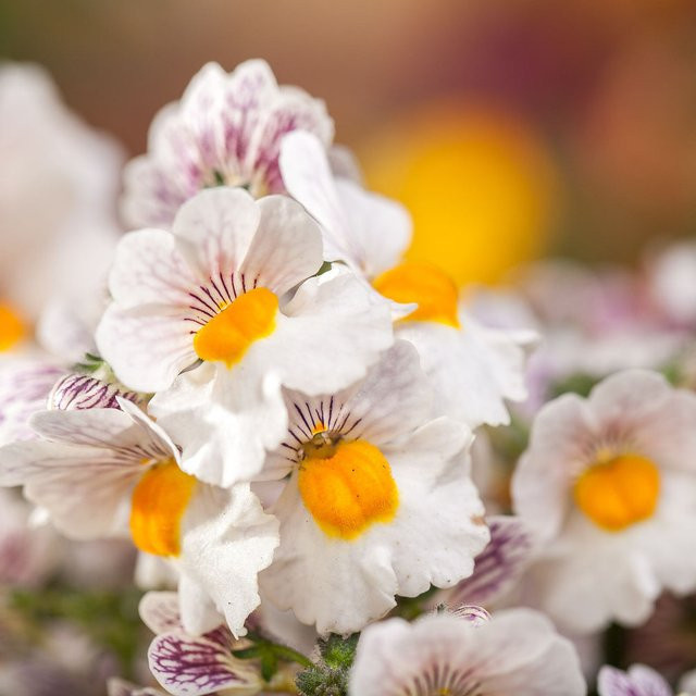 Nemesia Pflanze in Weiß für Balkon und Beet - Bild 1