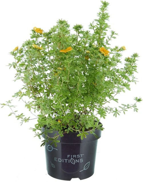 Potentilla fruticosa Fingerstrauch Mandarin Tango von First Editions, orange-gelbe Blüten, Höhe: 30 - 40 cm, Topfgröße: 3,5 Liter - Bild 1