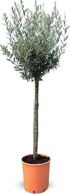 Sunny-Tree Hochstämmiger Olivenbaum Olea Europea, 10 Jahre alt, 160 cm hoch, winterhart bis -18 Grad, fruchtbildender Obstbaum - Bild 1