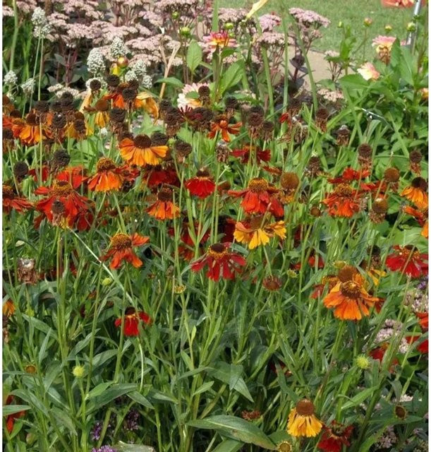 Sonnenbraut Mahagoni Helenium cultorum Gartenpflanze in Orange - Bild 1