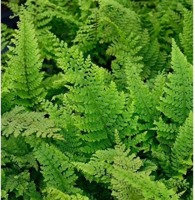 Weicher Schildfarn Herrenhausen Polystichum setiferum als grüne Gartenstaude im großen Topf - Bild 1
