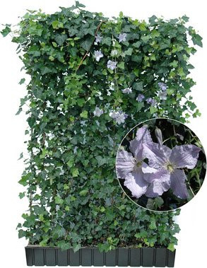 HELIX PFLANZEN Efeu Hedera helix Woerneri mit Clematis, winterhart, B/H: 120 x 180 cm - Bild 1