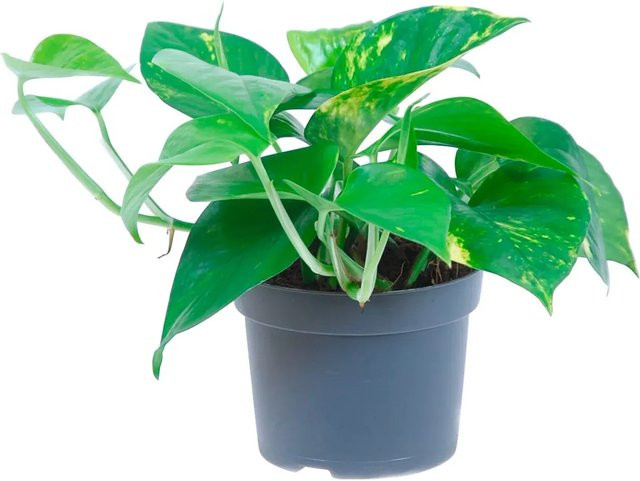 GROW by OBI Efeutute Aureum Epipremnum als grüne Zimmerpflanze im Topf Durchmesser: 12 cm - Bild 1