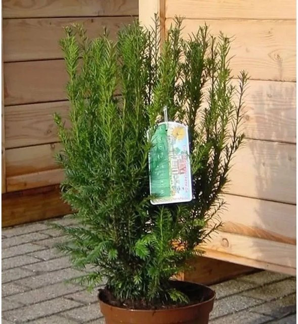 Taxus baccata Eibenhecke von Nr-01.de, grün, Höhe: 45 cm - Bild 1