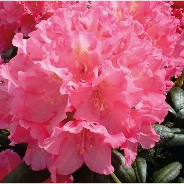 INKARHO Rhododendron Polaris Alpenrose in Pink, Topfgröße 25-30 cm - Bild 1