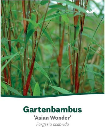 GROW by OBI Gartenbambus Fargesia murielae Asian Wonder in Grün, Topf 10l, Höhe: 80-100 cm - Bild 1