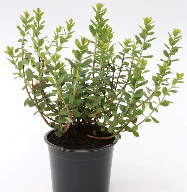 Trunkelbeere Vaccinium uliginosum als Gartenstrauch von Nr-01.de, Höhe: 20-30 cm - Bild 1