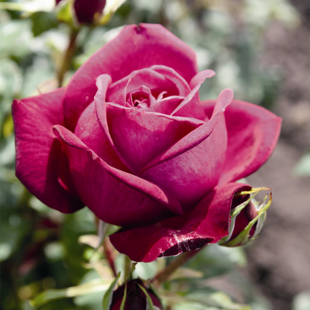 Edelrose Tantau Johann Wolfgang von Goethe Rose als Strauch, wurzelnackt - Bild 1