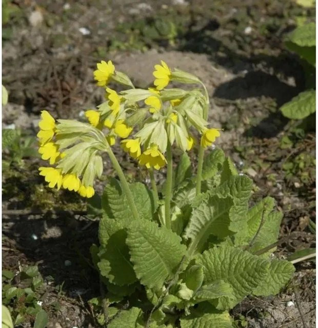 Primula elatior Himmelschlüssel gelbe Staude für Naturgärten und Steingärten von Die Nr-01.de - Bild 1