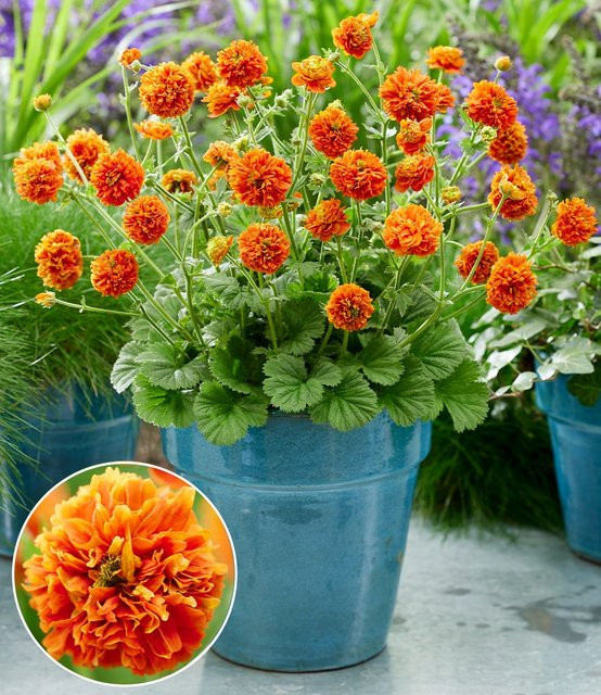Geum Orange Pumpkin Gartenstaude - Bild 1