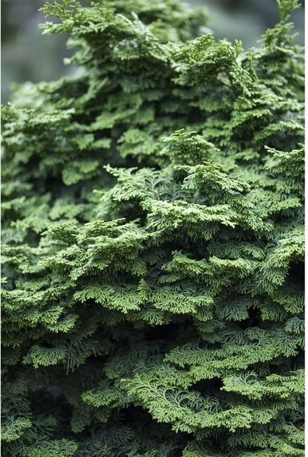 Chamaecyparis Obtusa Kosteri Hinoki-Scheinzypresse als grüne Konifere mit 40 cm Stammhöhe - Bild 1