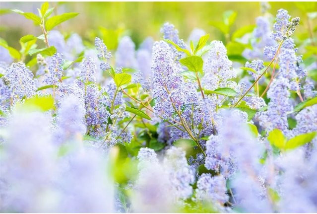 Ceanothus Delilianus Gloire D.Versailles Blaue Säckelblume als Zierstrauch für den Garten, Höhe: 40–60 cm - Bild 1