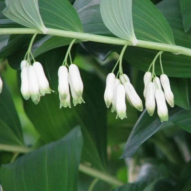 6er Set Arborix Vielblütiges Salomonsiegel Polygonatum multiflorum als mehrjährige Pflanze mit weißen Blüten im 9 cm Topf - Bild 1