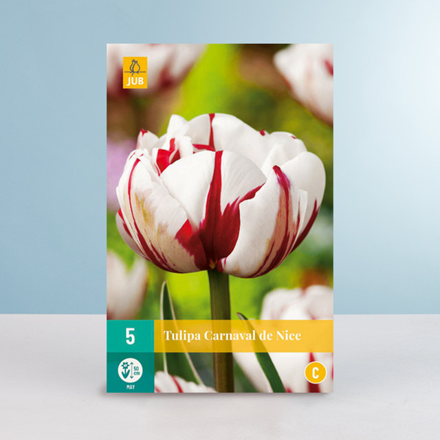 BLUME2000 Tulpenzwiebeln Carnaval de Nice Gefüllte Späte Tulpe 5 Stück - Bild 1