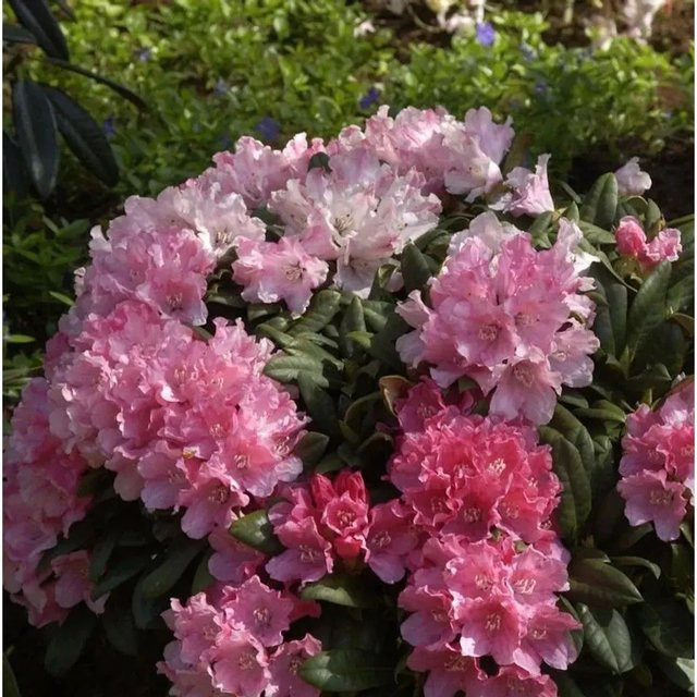 Rhododendron Colibri Alpenrose in Pink von Die Nr-01.de (Höhe: 25-30 cm) - Bild 1