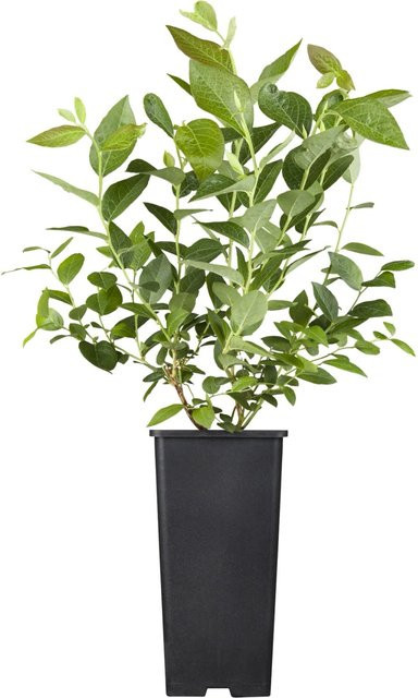 Heidelbeere Patriot Vaccinium corymbosum als Beerenstrauch im Topf, Höhe: 20 - 30 cm - Bild 1