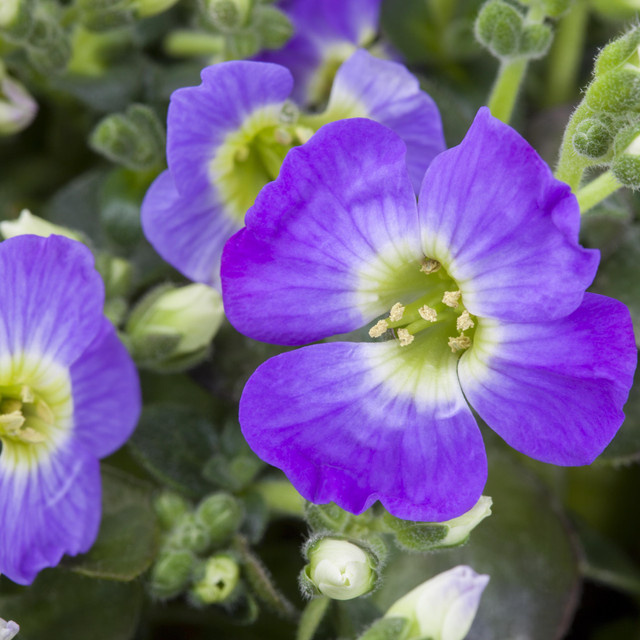 Aubrieta Polsterstaude von BLUME2000 für Garten, Balkon und Terrasse - Bild 1