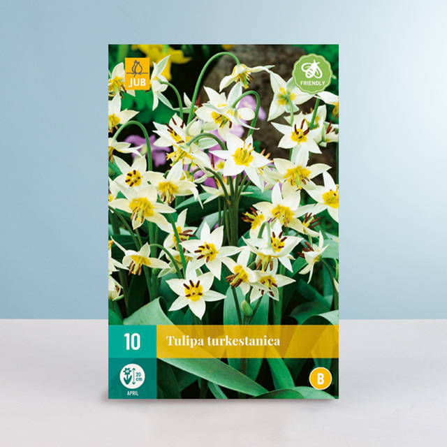 Botanische Tulpe Turkestanica von BLUME2000, 10 Zwiebeln - Bild 1