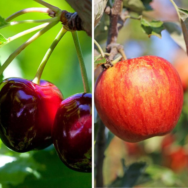 Bio Apfel und Kirsche Set mit 2 Pflanzen - Bild 1