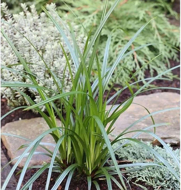 Immergrüne Japan Segge Carex morrowii Irish Green als Bodendecker im Topf von Nr-01.de, Farbe: Grün - Bild 1