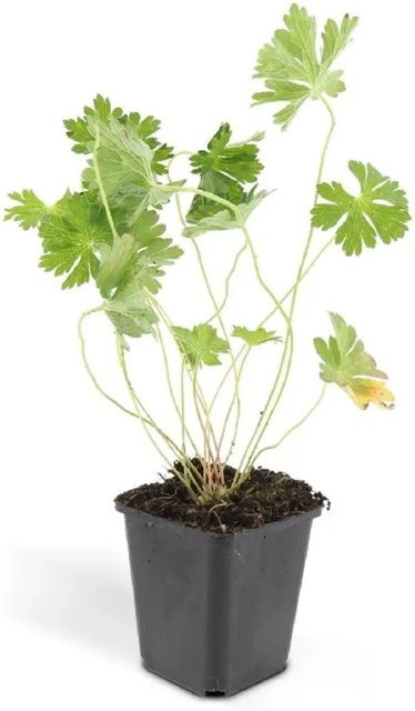 Exotenherz Storchschnabel Geranium Rozanne Bodendecker Set mit 12 Pflanzen im 9cm Topf - Bild 1