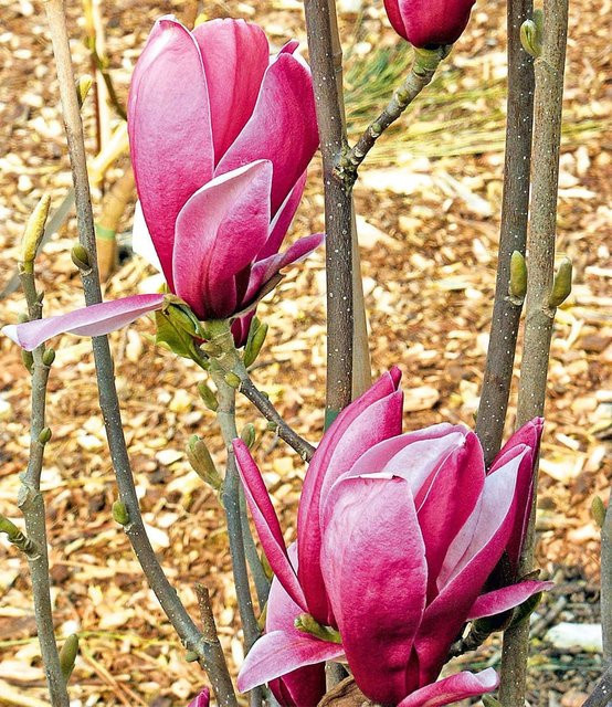 Magnolie March Till Frost - Bild 1