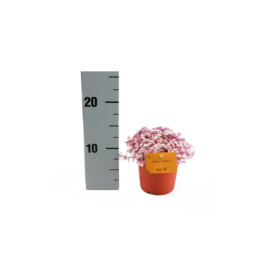 Exotenherz Callisia Rosato Pink Lady Zimmerpflanze in 11 cm Topf, Pink und Weiß - Bild 2