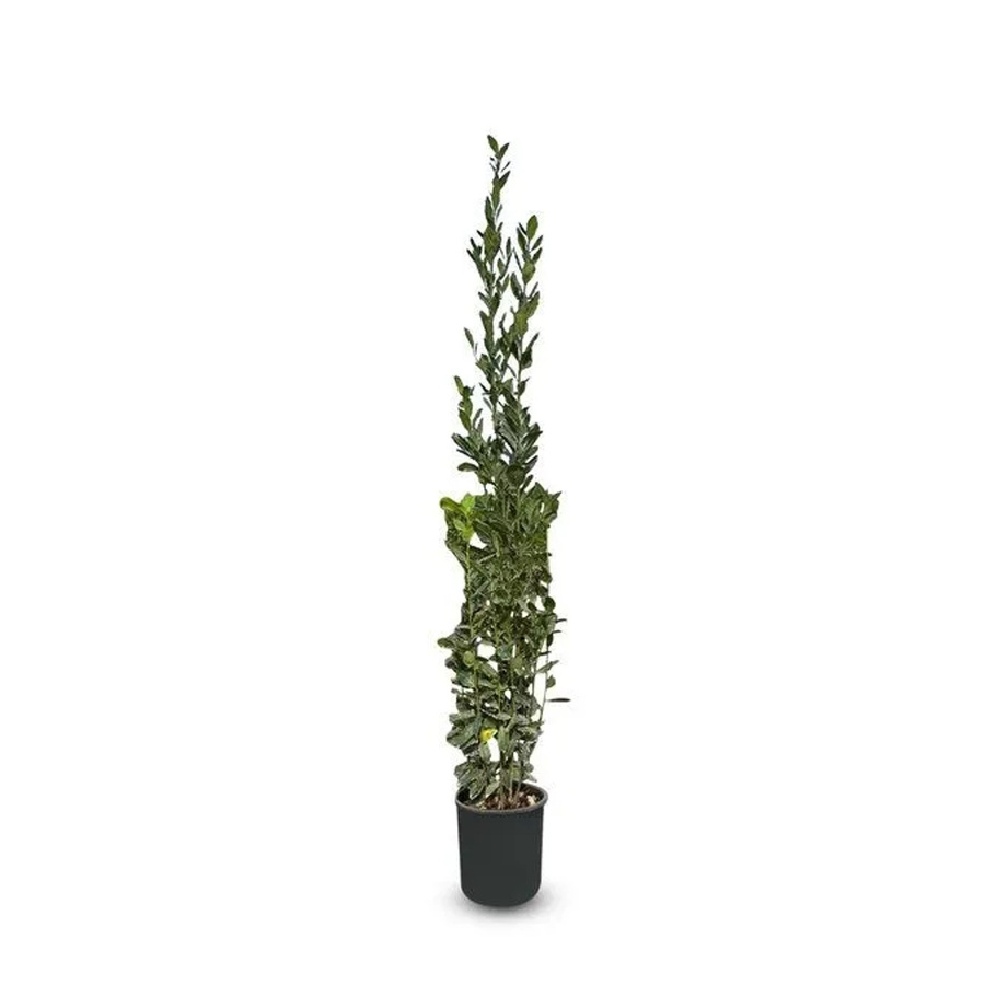 Sunny-Tree Laurus Nobilis Echter Lorbeer Strauch Immergrün, Höhe: 160 cm, 10-Liter-Topf - Bild 2
