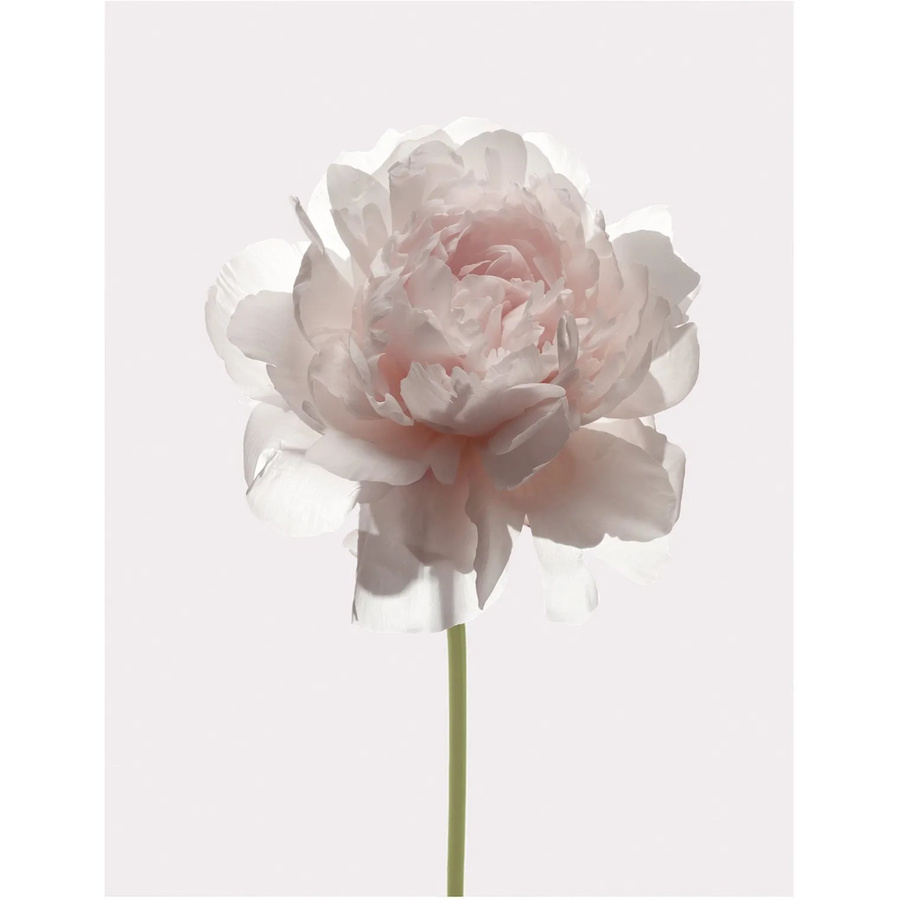 Komar Wandbild Rose in Pink, Paper Poster aus Qualitätsvlies, Breite: 40 cm, Höhe: 50 cm - Bild 1