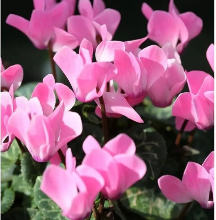 Herbst Alpenveilchen Cyclamen hederifolium Ivy Ice Rose Shades in Pink und Rose
