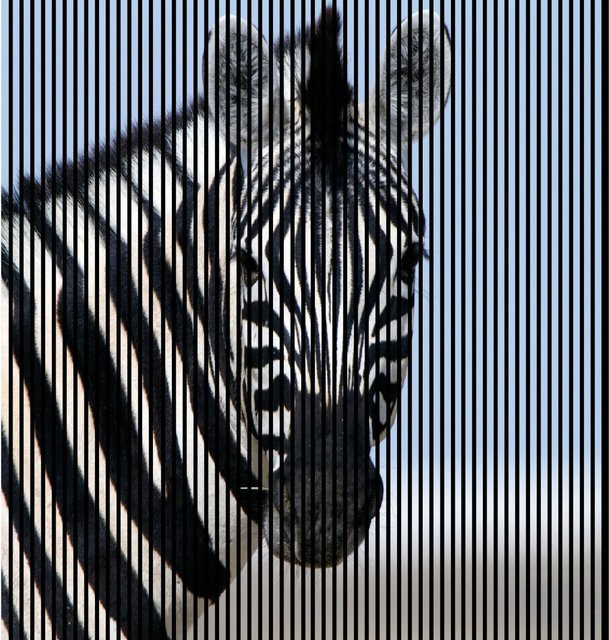 FN Acustico Akustikplatte Zebra Multicolor aus PET und MDF, B/H: 2253 x 2400 cm, Tiefe: 19 cm - Bild 1